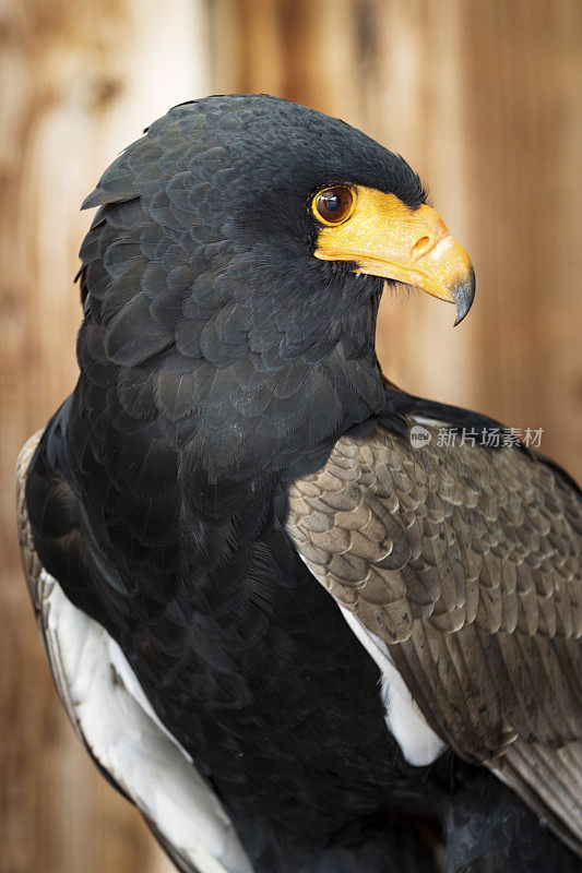 Bateleur (terathopius ecaudatus)的特写